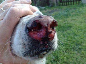 langue de chien