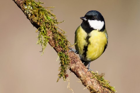 mésange